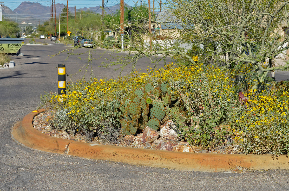 Dunbar/Spring neighborhood traffic circle with brittlebush flowers